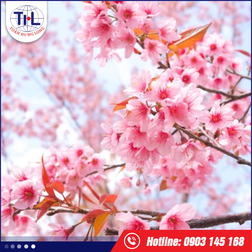 Hương hoa anh đào